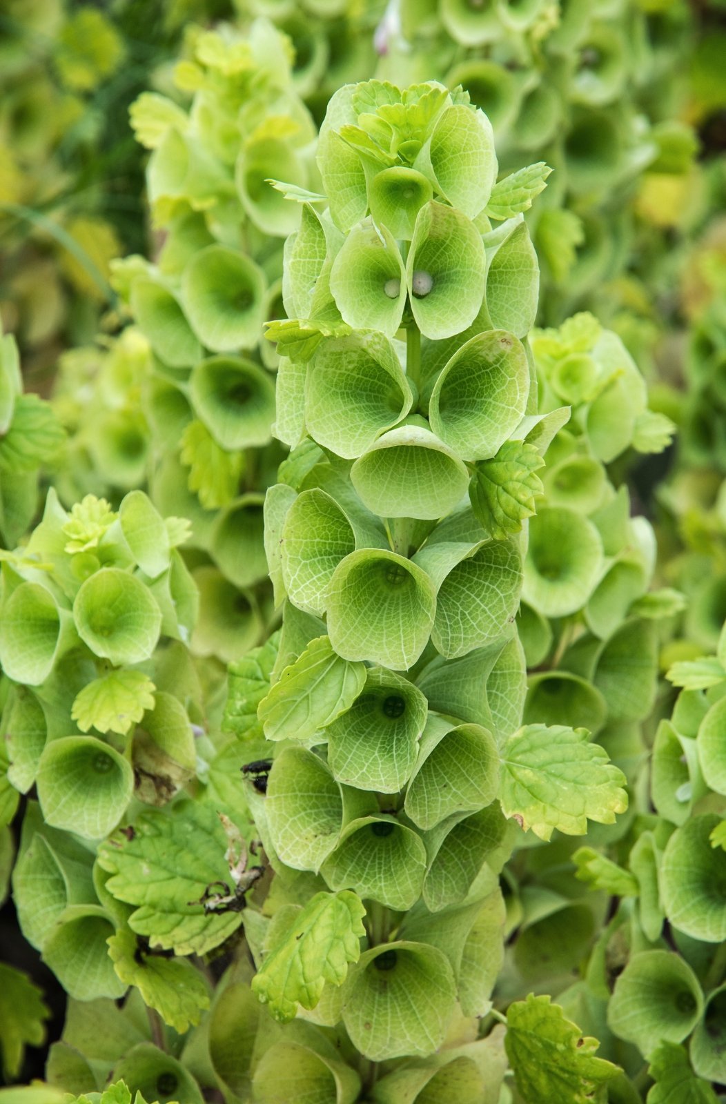 Bells of Ireland - Ierse Bellen (Moluccella laevis) - Tuinkabouter Chrisje