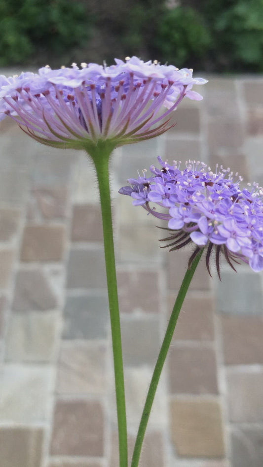 Zaailing Didiscus mix - 5 stuks