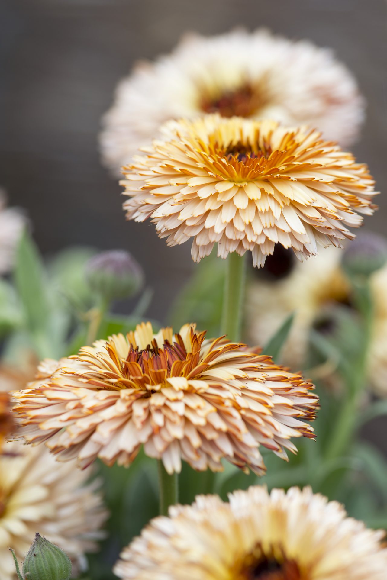 Calendula Pygmy Buff (goudsbloem) - Tuinkabouter Chrisje