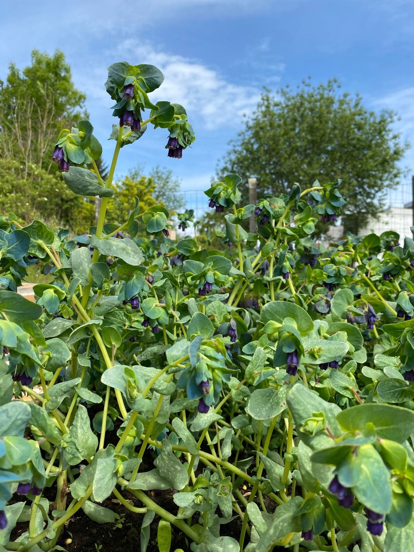 Cerinthe Major 'Purpurascens' - Tuinkabouter Chrisje