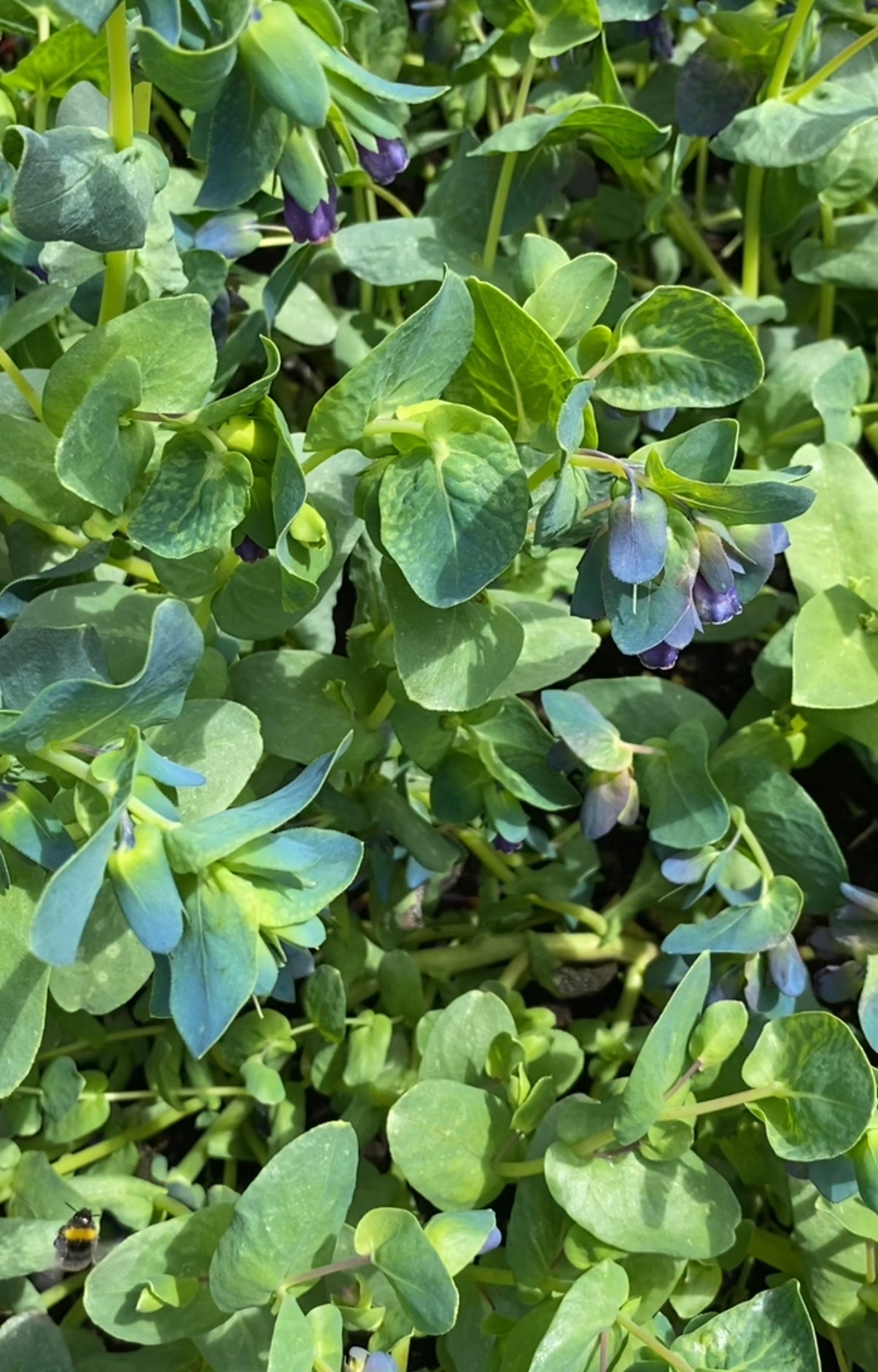 Cerinthe Major 'Purpurascens' - Tuinkabouter Chrisje