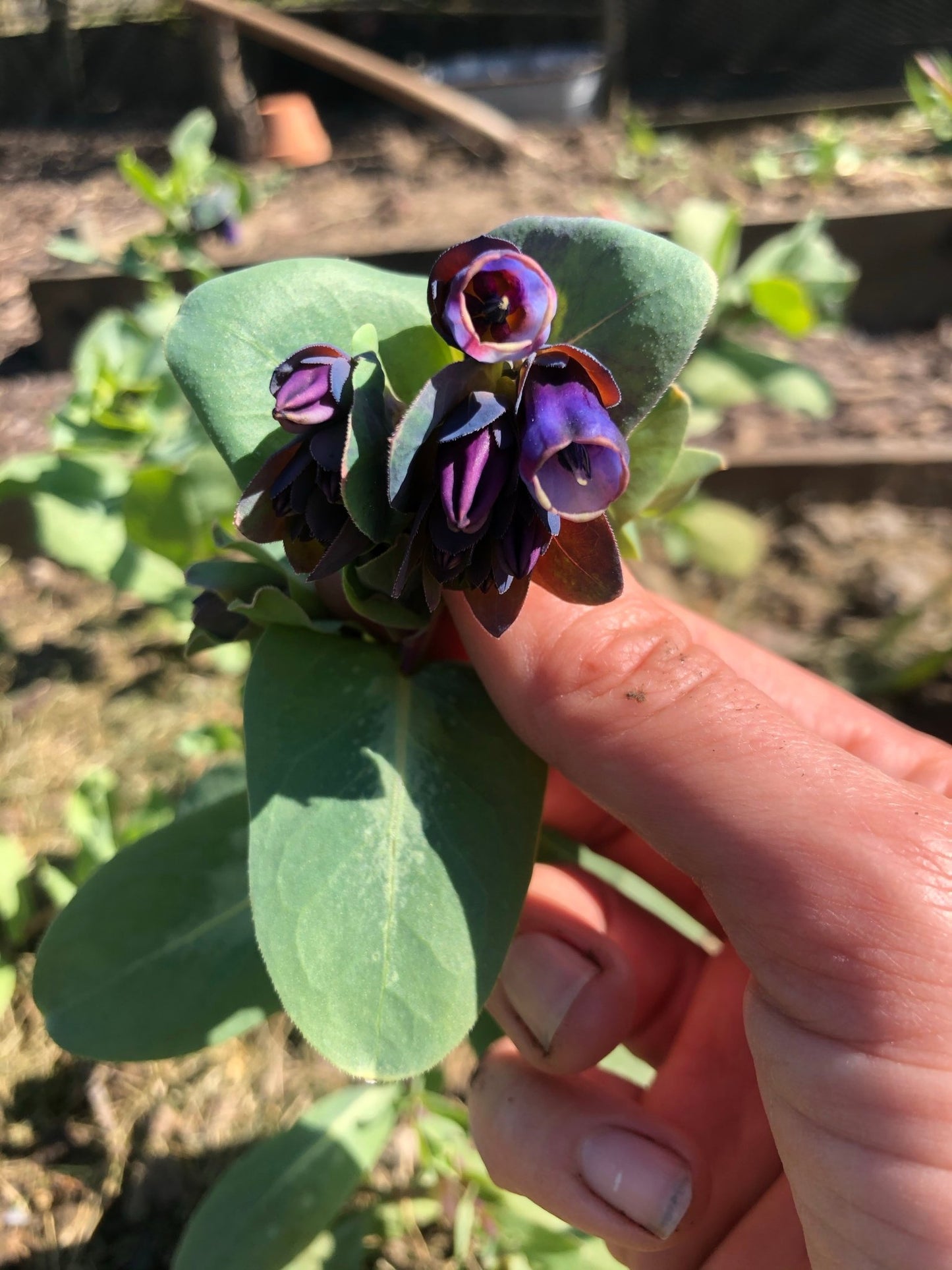 Cerinthe Major 'Purpurascens' - Tuinkabouter Chrisje