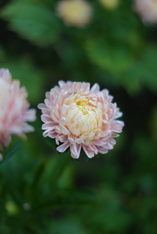 Chinese Aster King Size Apricot - Tuinkabouter Chrisje