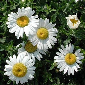 Chrysanthemum leucanthemum May Queen - Tuinkabouter Chrisje