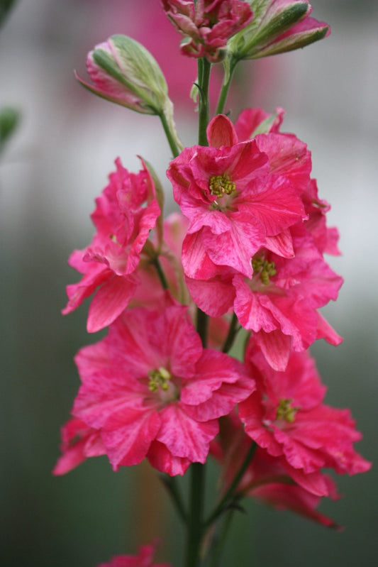 Delphinium Consolida Ajacis Roze (ridderspoor)