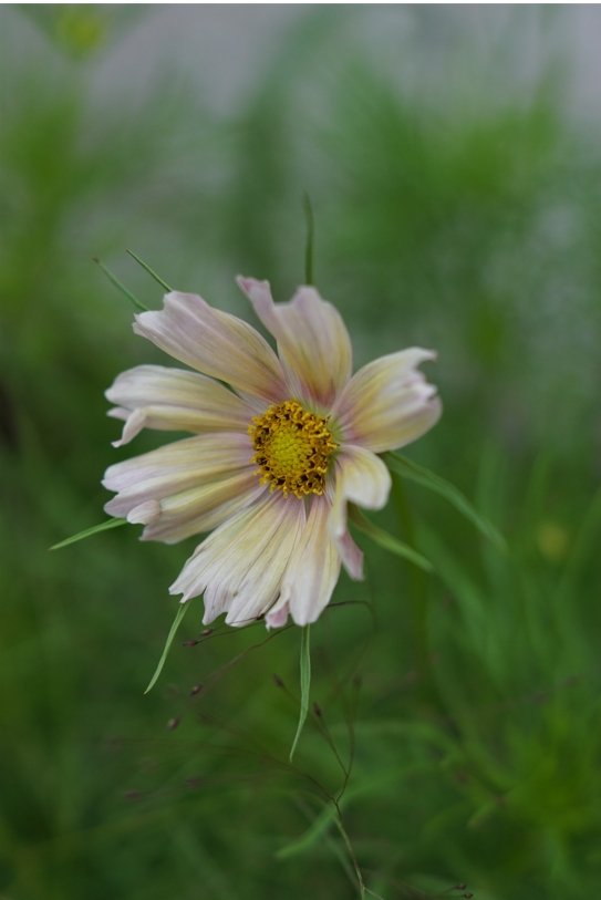 Cosmos Apricot Lemonade - Tuinkabouter Chrisje