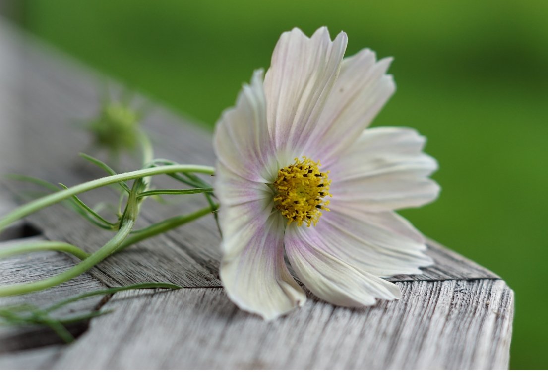 Cosmos Apricot Lemonade - Tuinkabouter Chrisje