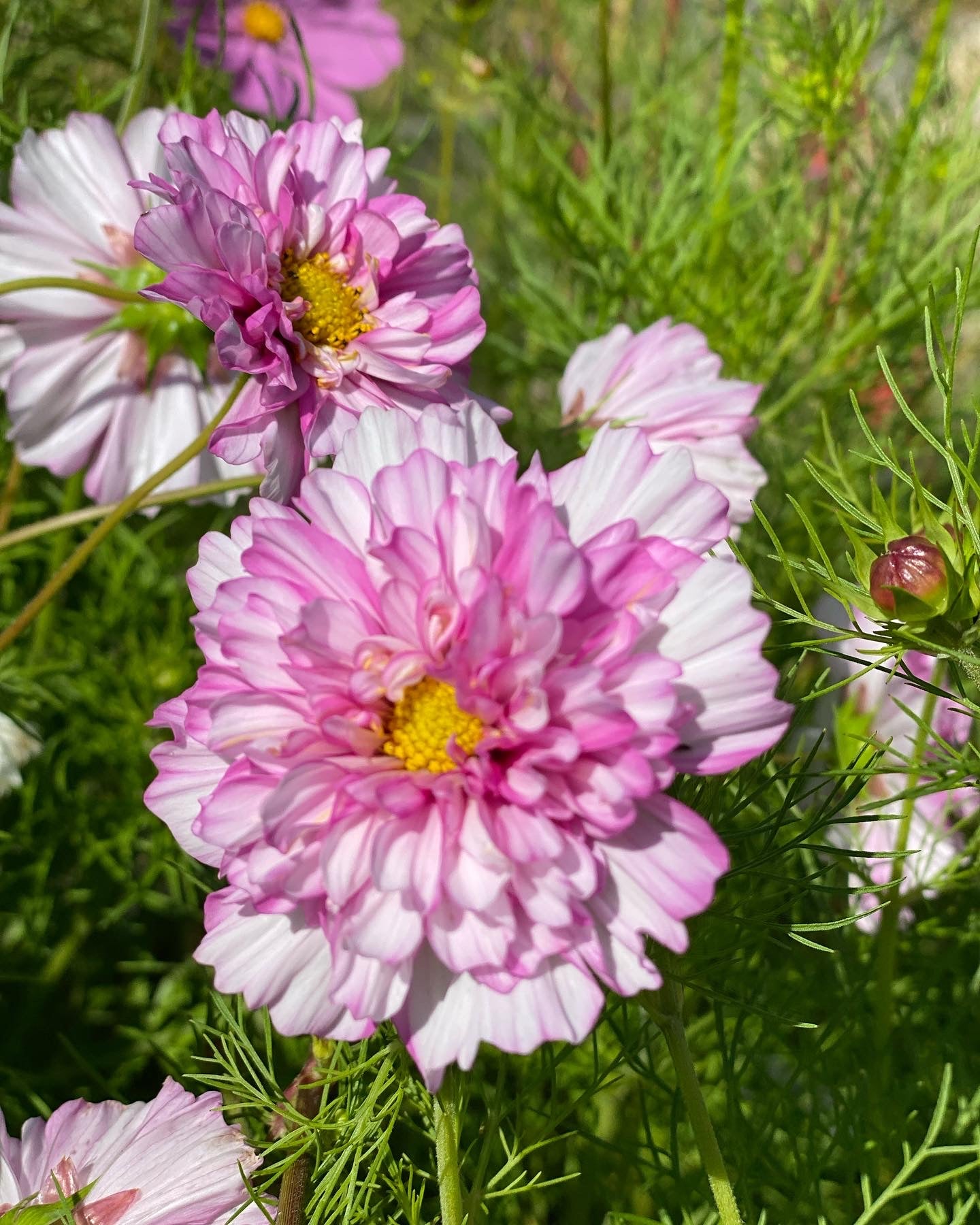 Cosmos bipinnatus Double Click Bicolour Pink - Tuinkabouter Chrisje