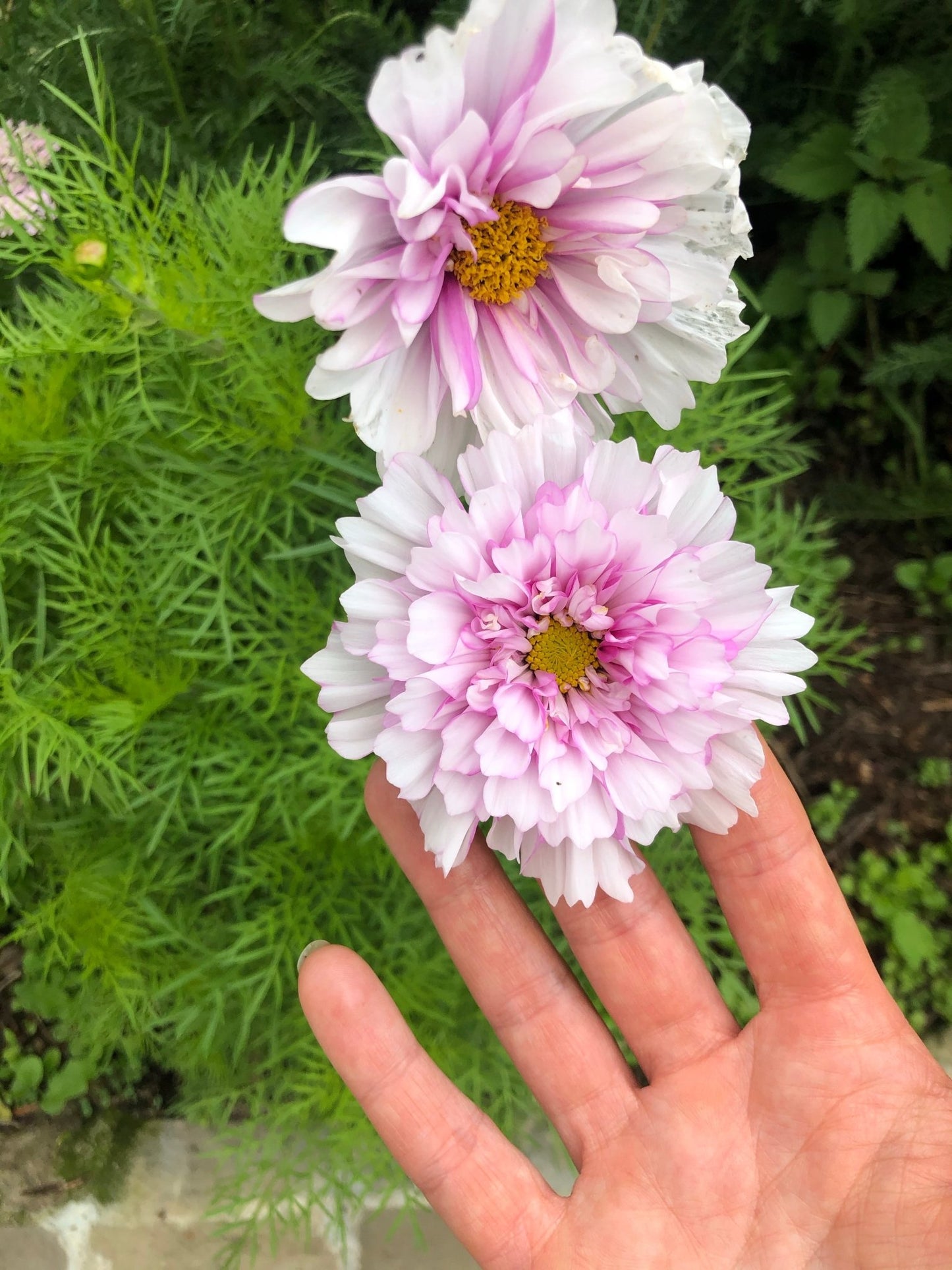 Cosmos bipinnatus Double Click Bicolour Pink - Tuinkabouter Chrisje