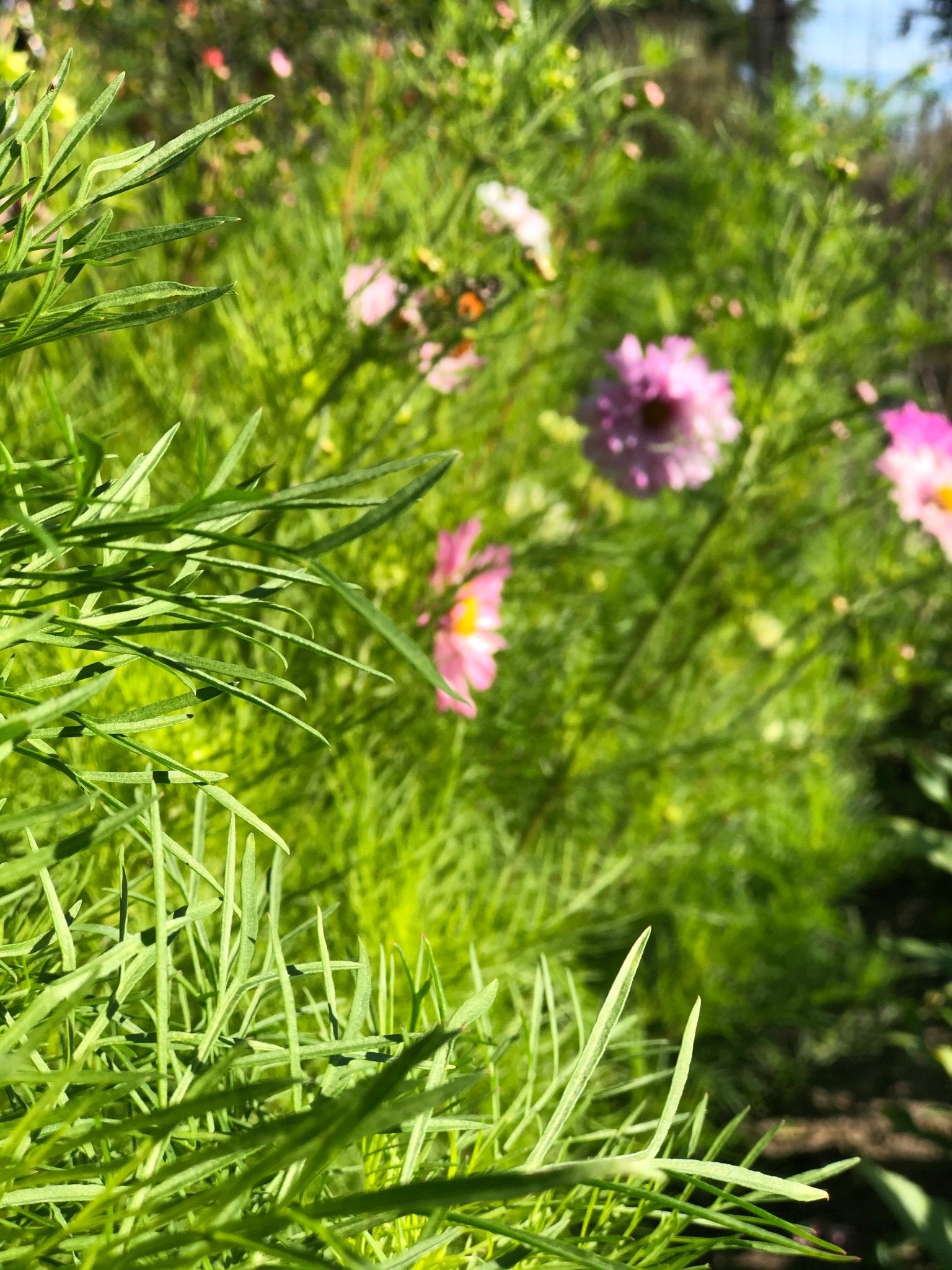 Cosmos bipinnatus Double Click Bicolour Pink - Tuinkabouter Chrisje