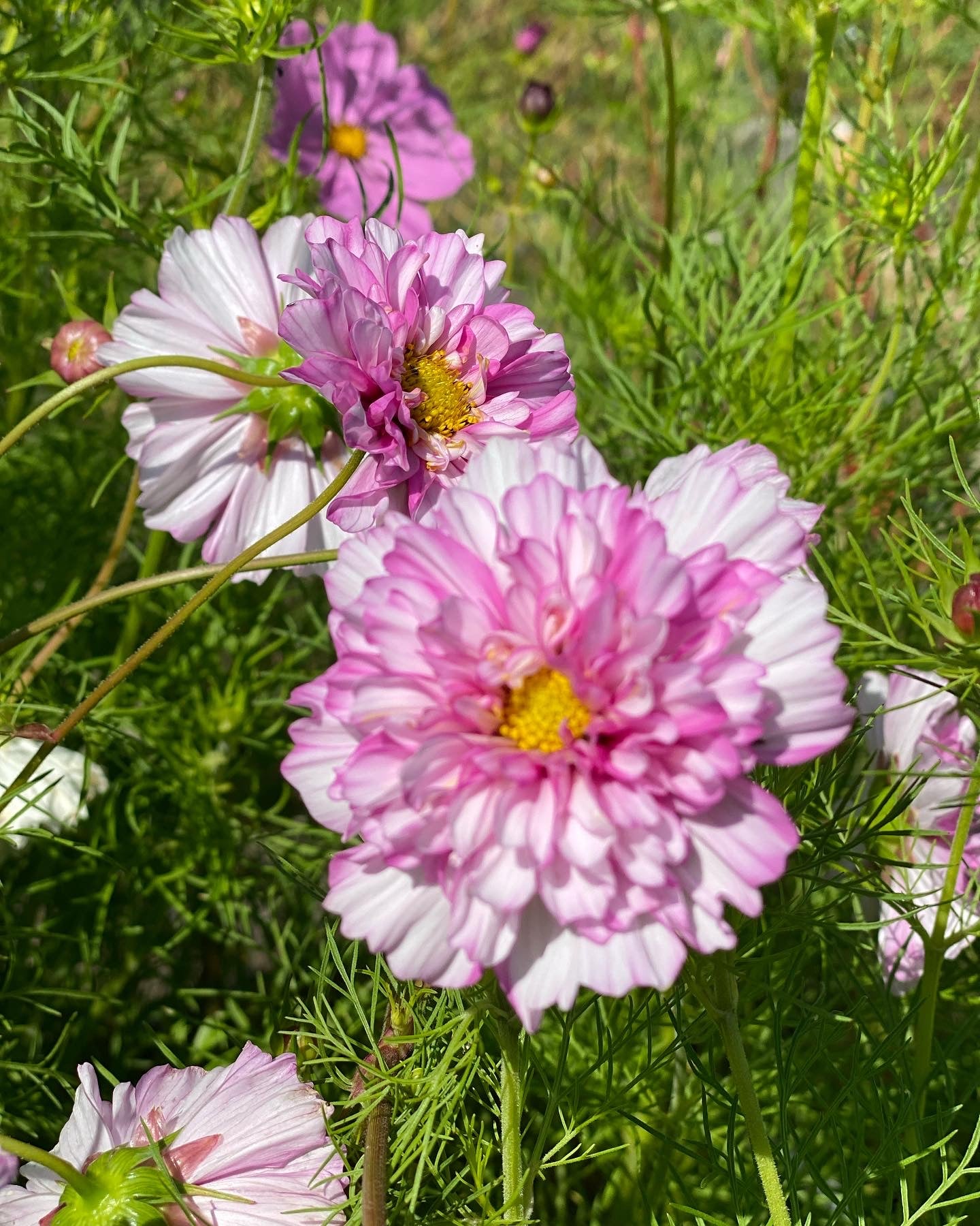 Cosmos bipinnatus Double Click Mix - Tuinkabouter Chrisje