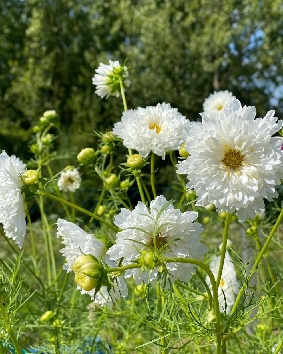 Cosmos bipinnatus Double Click Mix - Tuinkabouter Chrisje