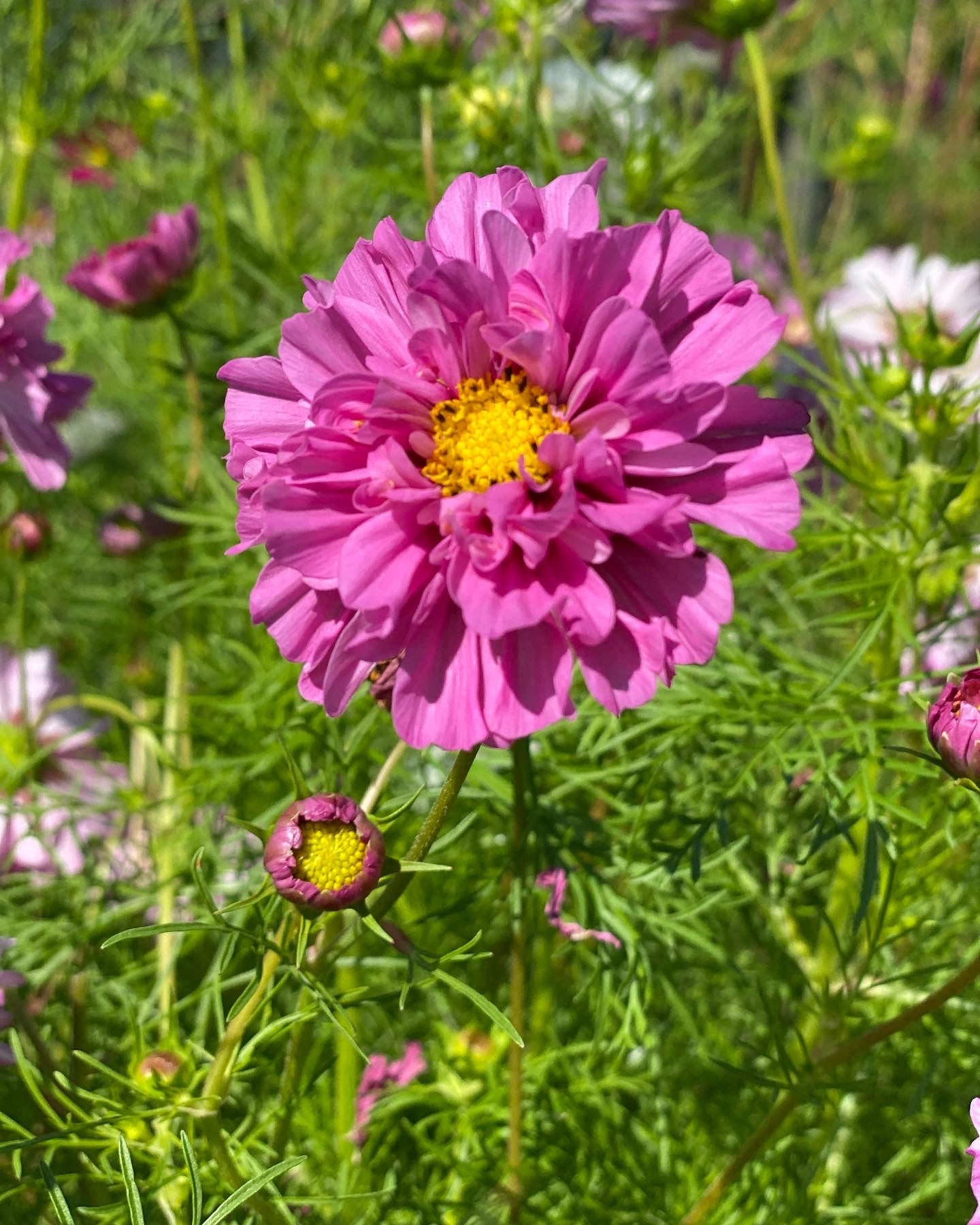 Cosmos bipinnatus Double Click Rose Bonbon - Tuinkabouter Chrisje