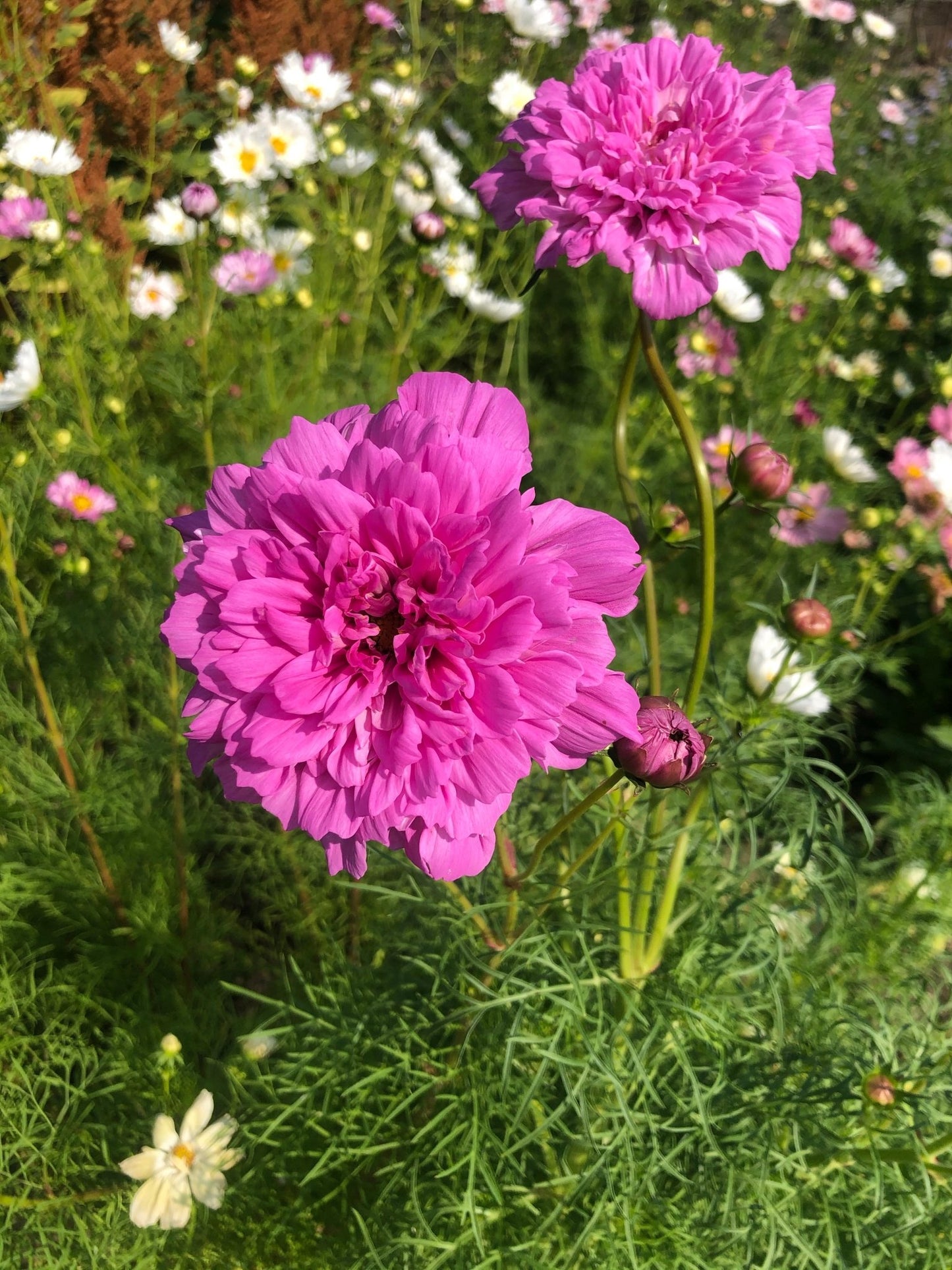 Cosmos bipinnatus Double Click Rose Bonbon