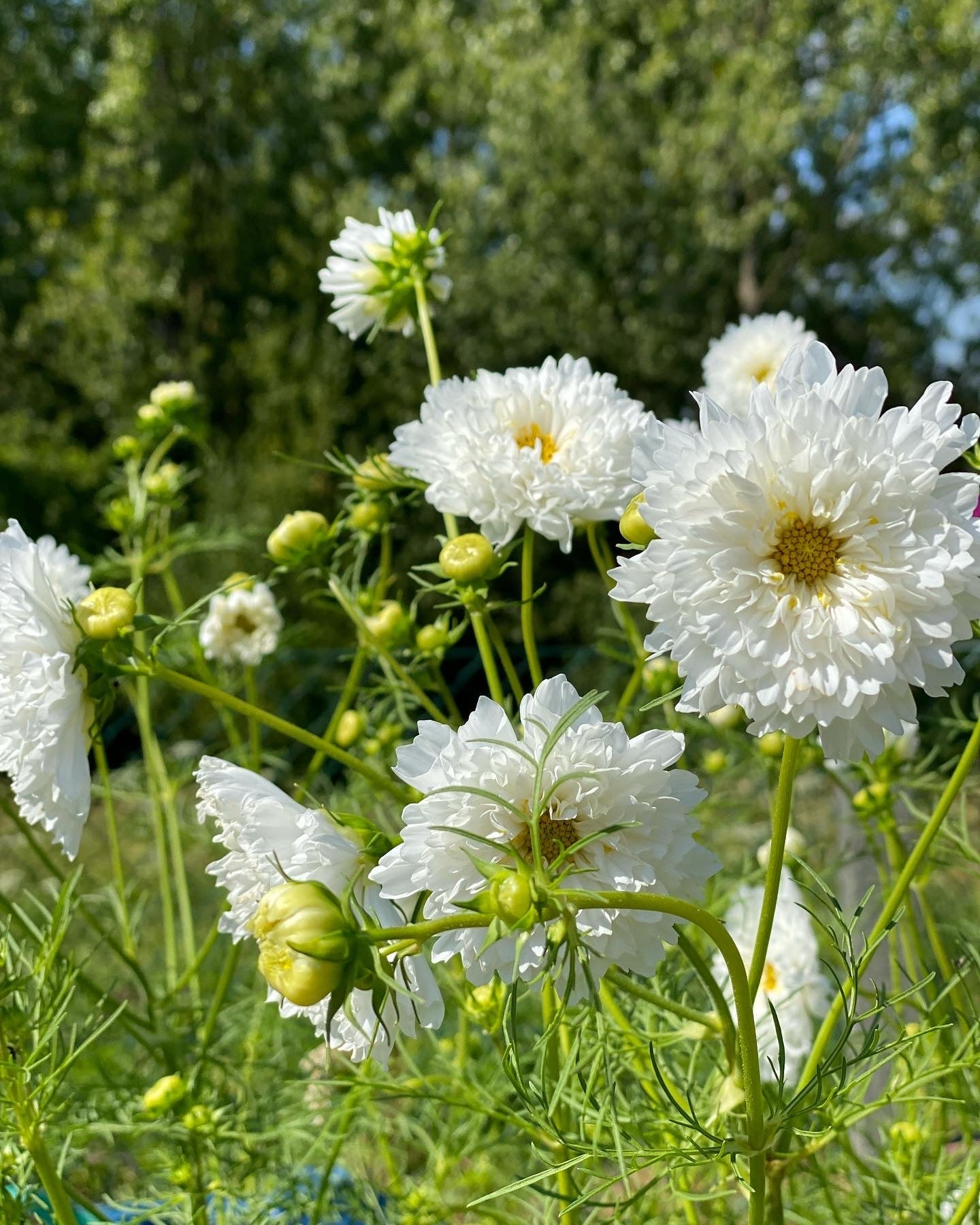 Cosmos bipinnatus Snowpuff - Tuinkabouter Chrisje