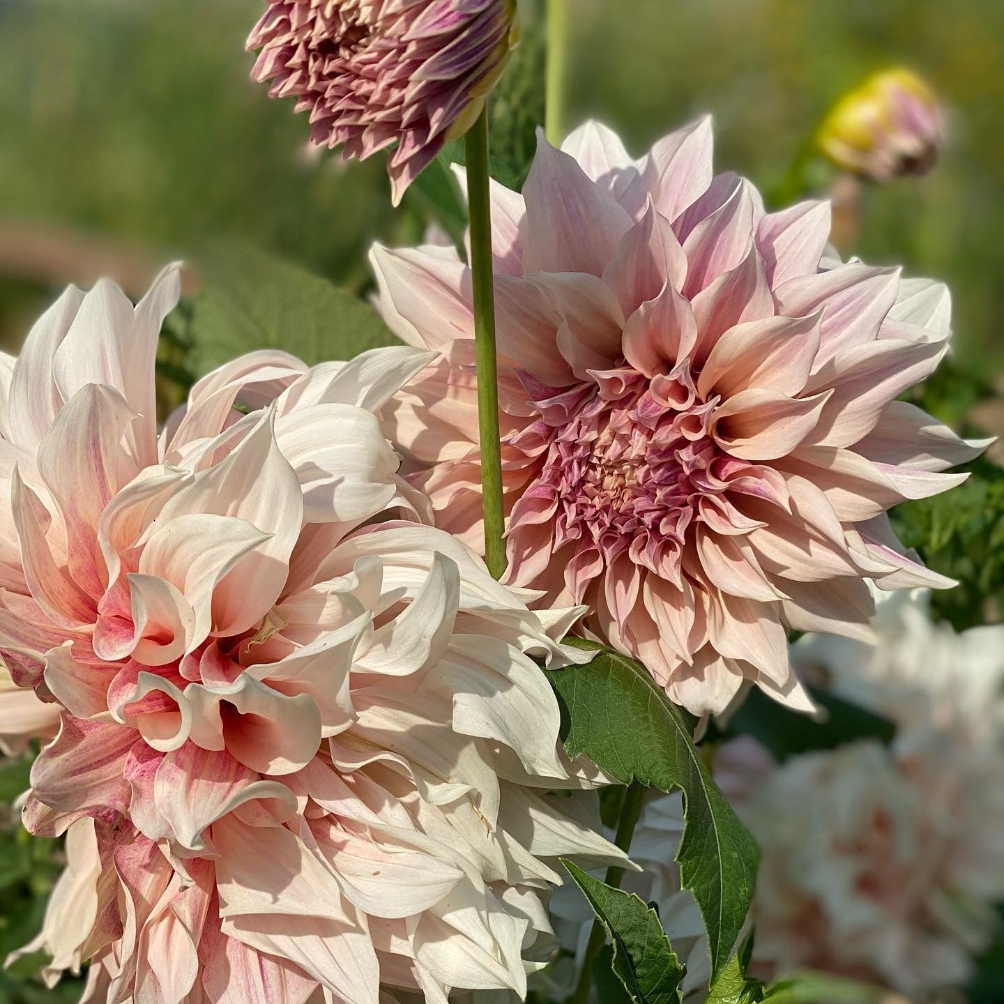 Dahlia Café au Lait