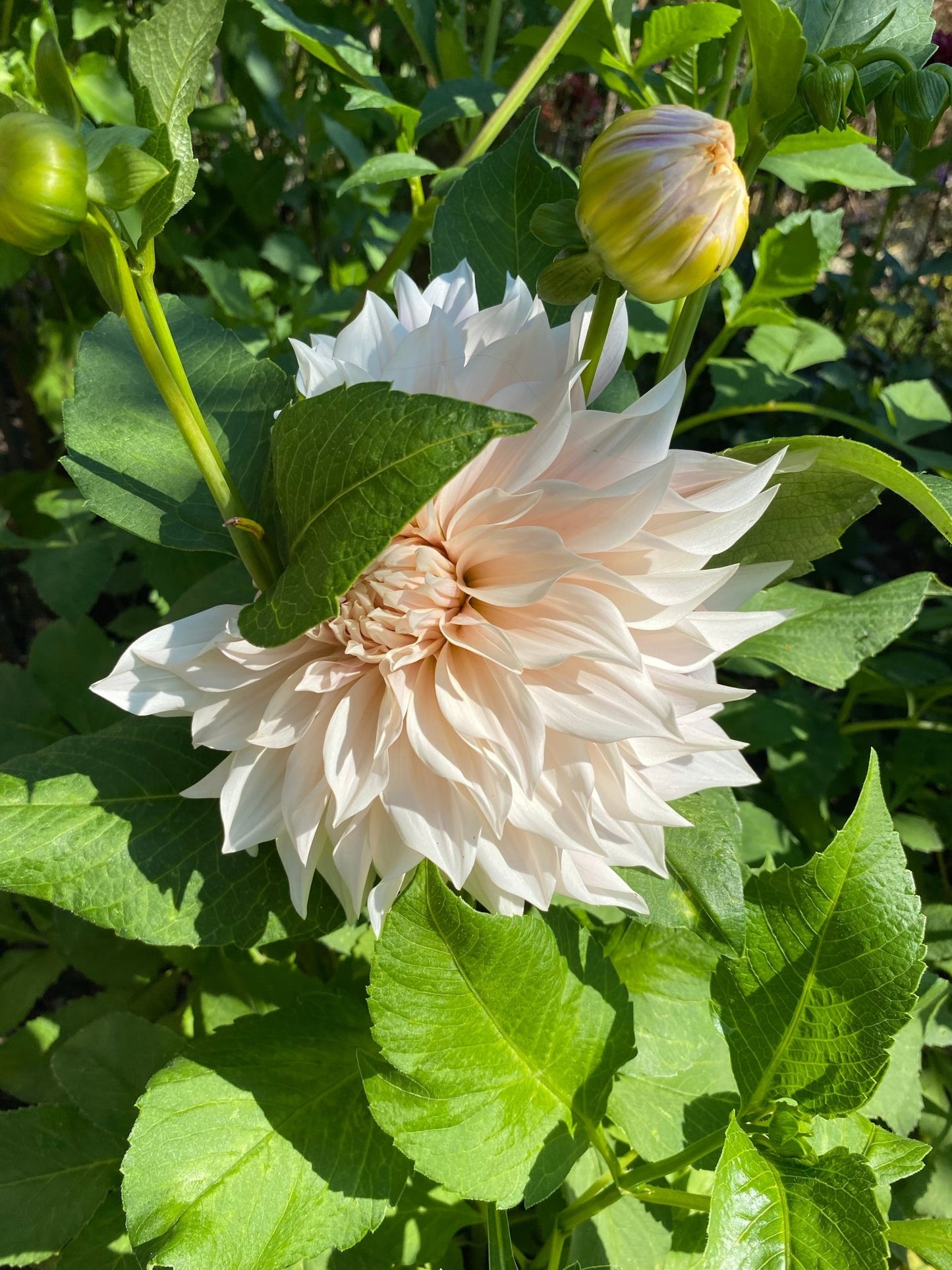 Dahlia Café au Lait