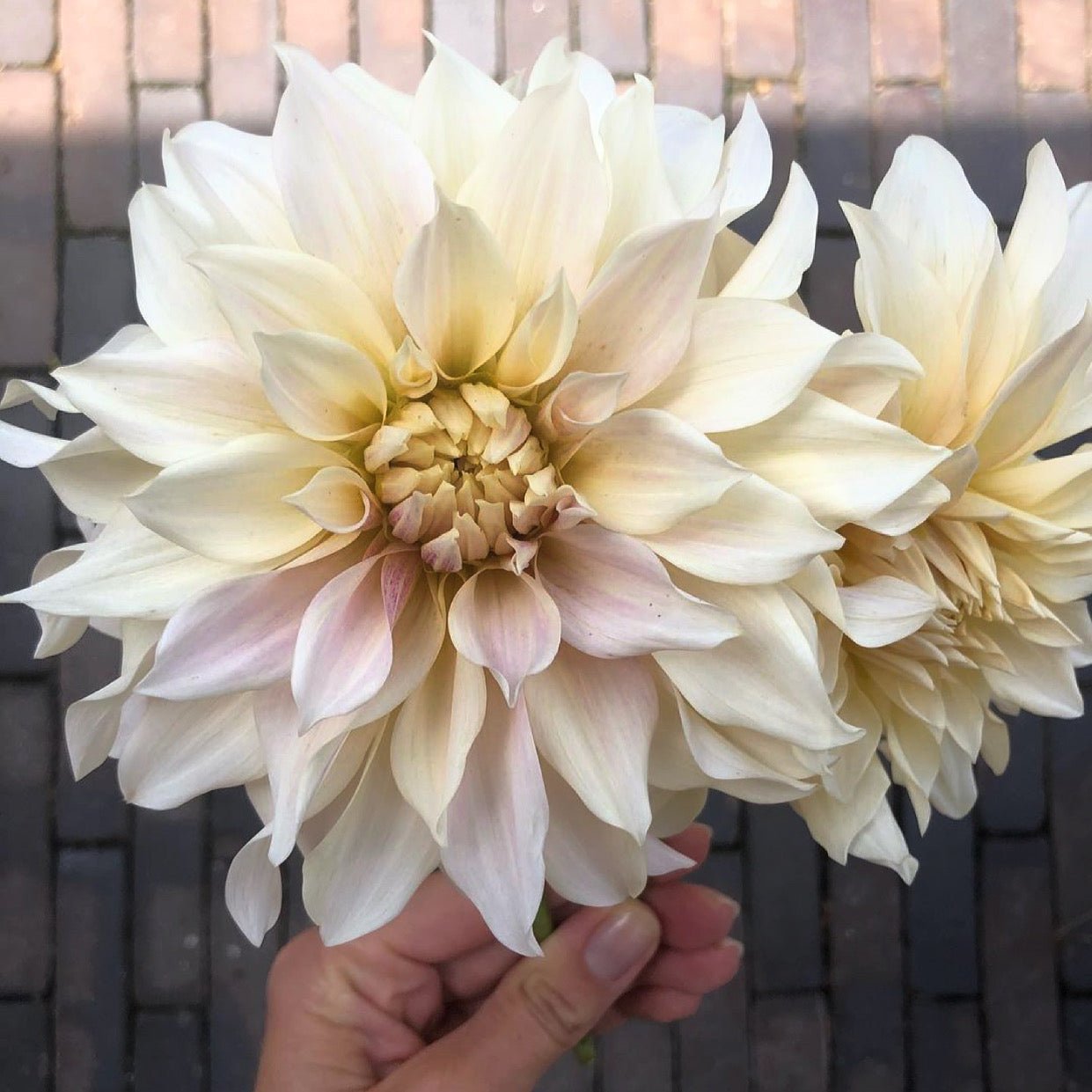 Dahlia Café au Lait