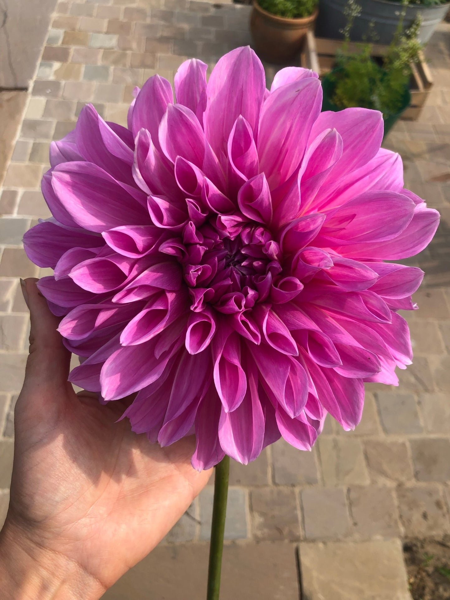 Dahlia Lavender Perfection