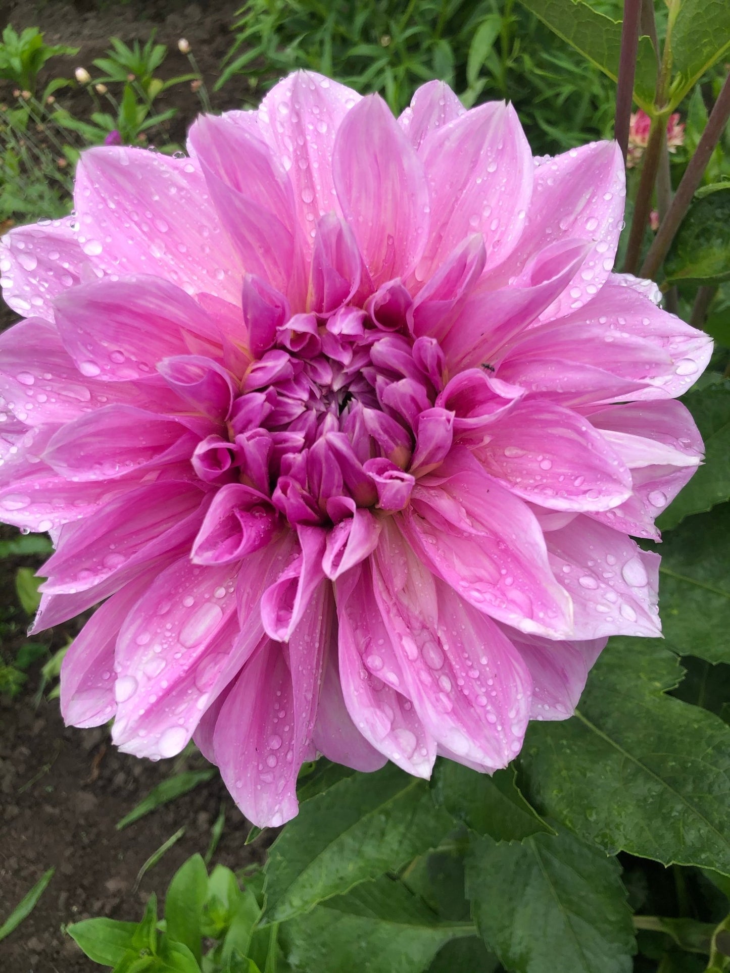 Dahlia Lavender Perfection