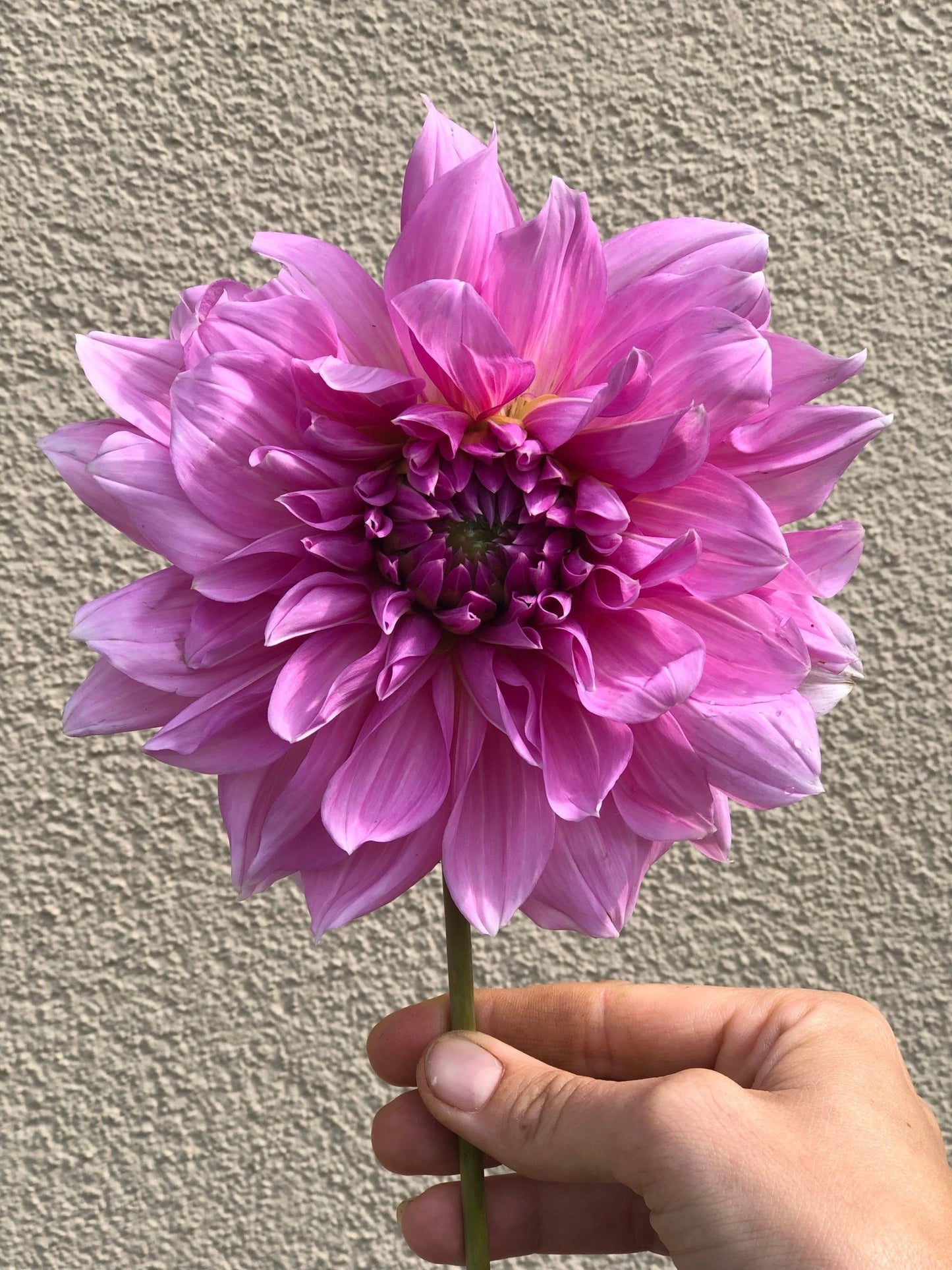 Dahlia Lavender Perfection