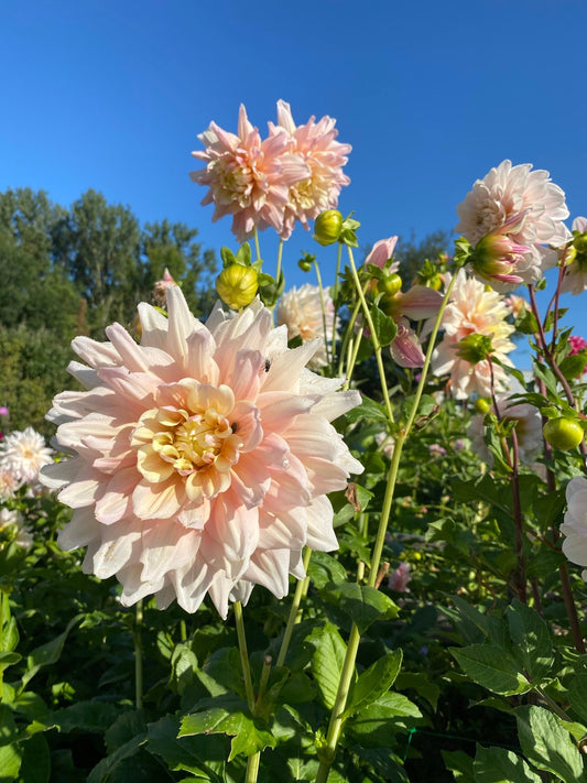 Dahlia Sheer Heaven