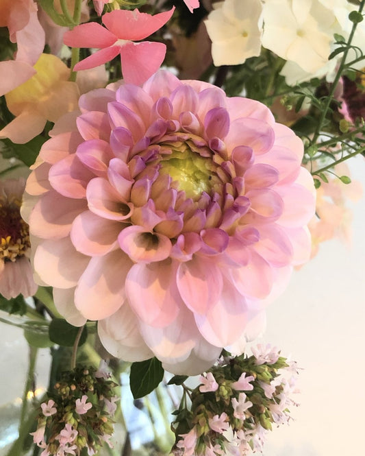 Dahlia Wizard of Oz knollen