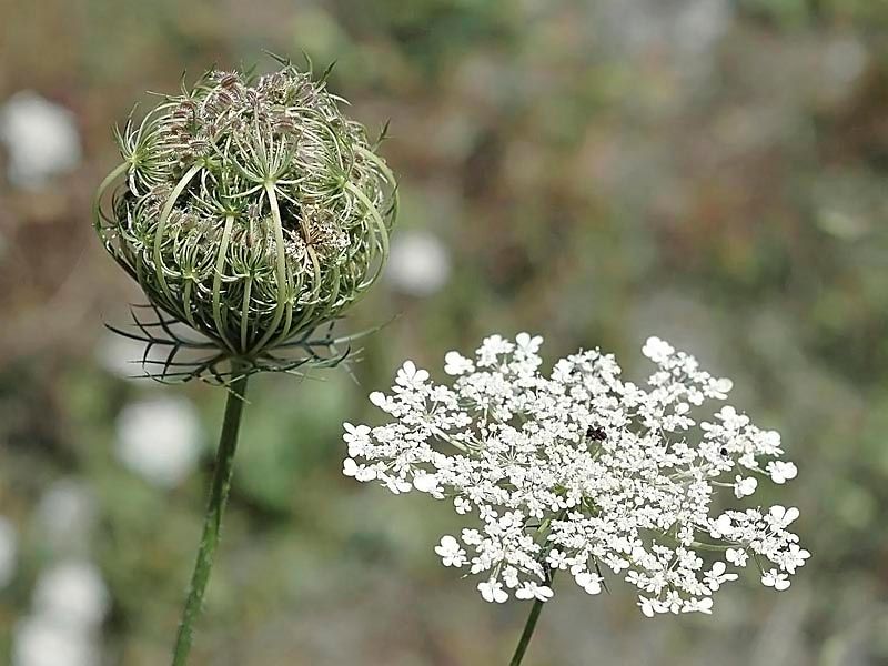 Daucus Carota