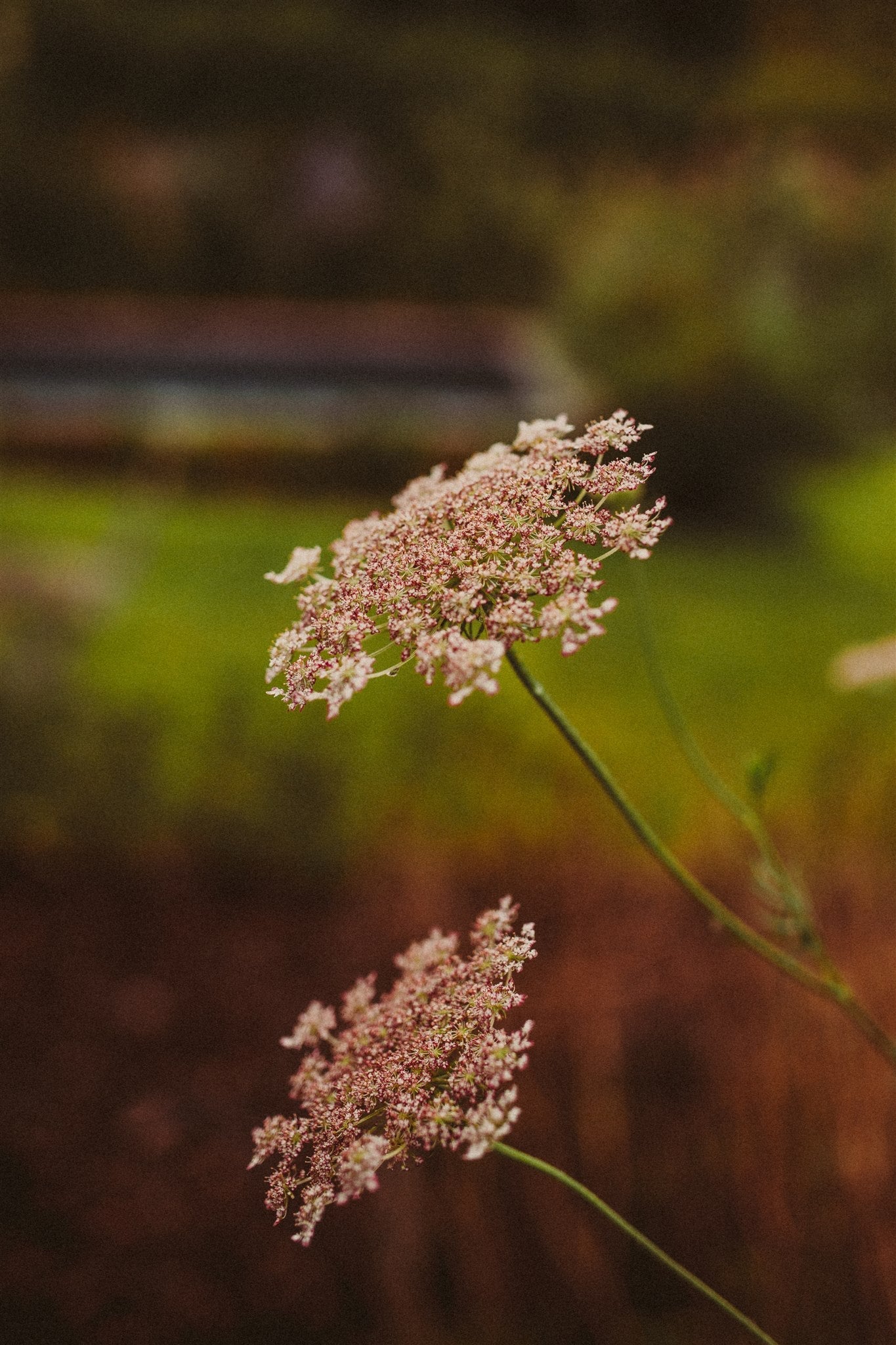 Daucus Carota Dara - Tuinkabouter Chrisje