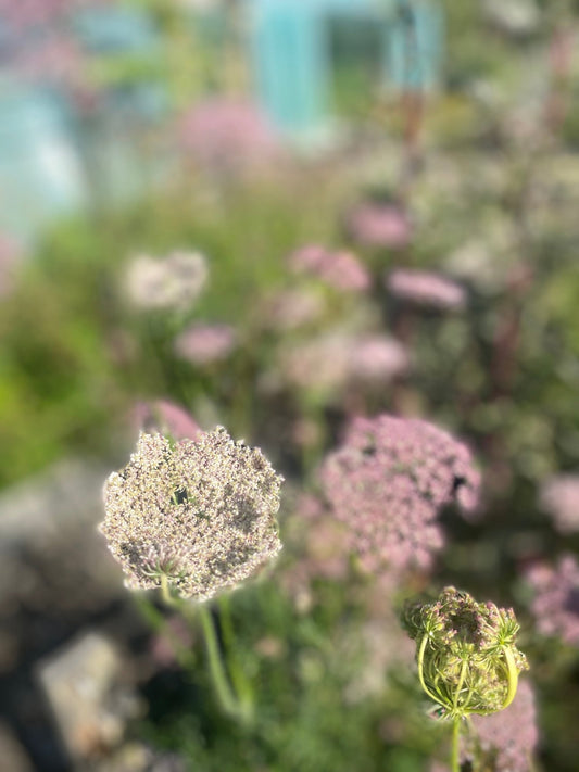 Daucus Carota mix - Tuinkabouter Chrisje