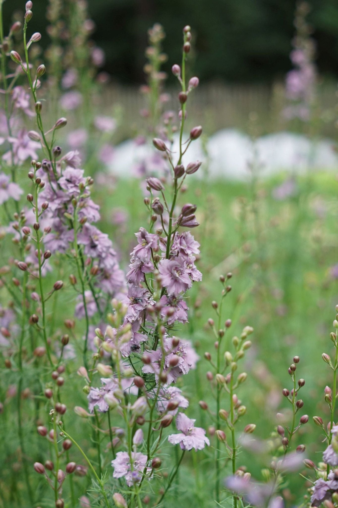 Delphinium Consolida Ajacis 'Misty Lavender' - Tuinkabouter Chrisje