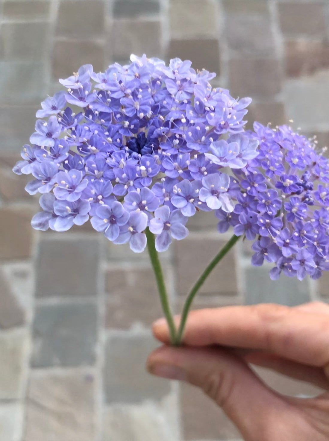 Didiscus caeruleus lace "Mix"