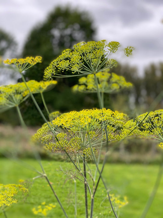 Dille - Anethum graveolens