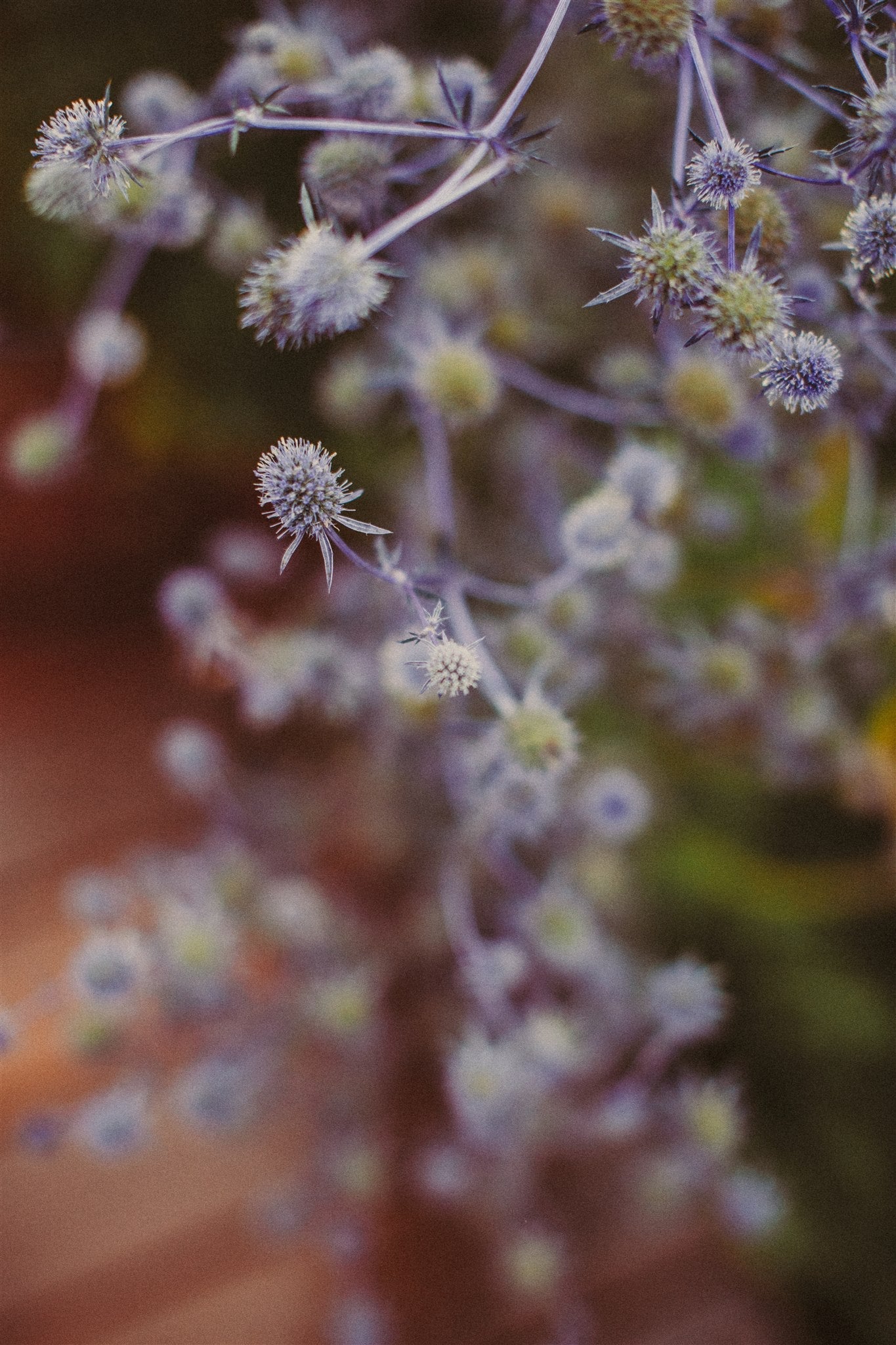 Eryngium Planum - Kruisdistel