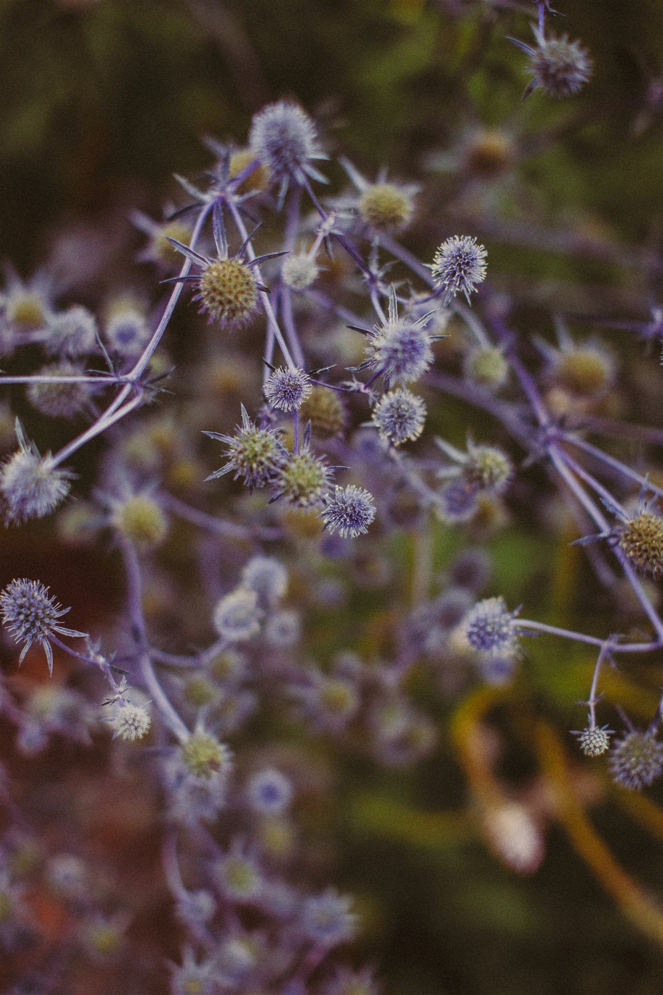 Eryngium Planum - Kruisdistel