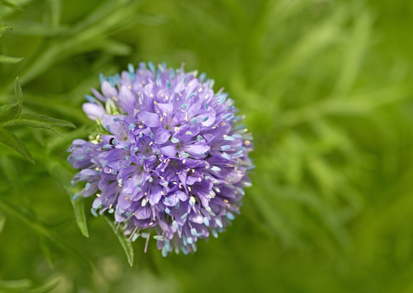 Gilia leptantha - vogeloogjes - Tuinkabouter Chrisje