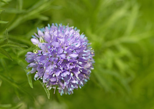 Gilia leptantha - vogeloogjes - Tuinkabouter Chrisje