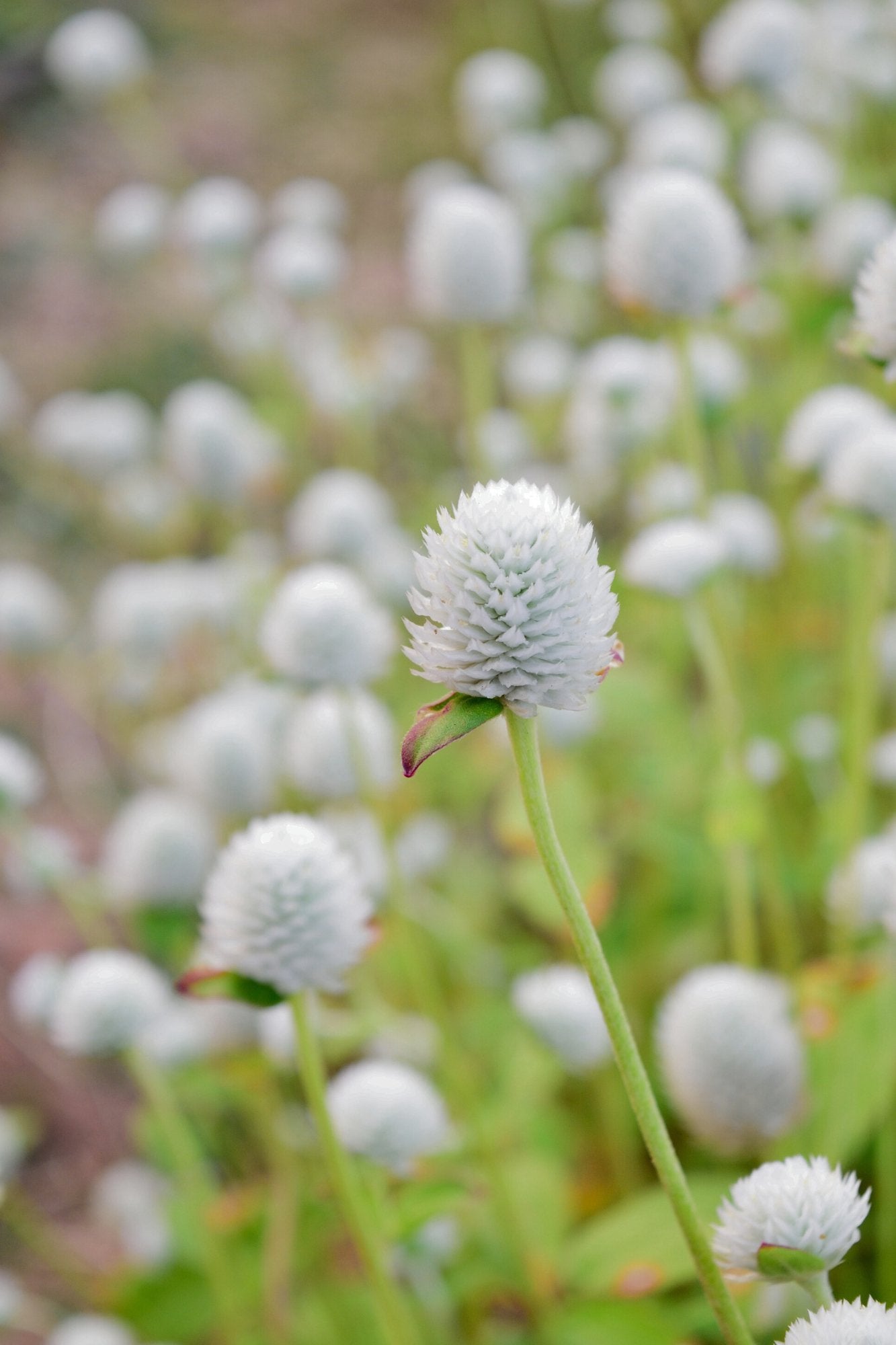 Gomphrena globosa wit - Kogelamarant - Tuinkabouter Chrisje