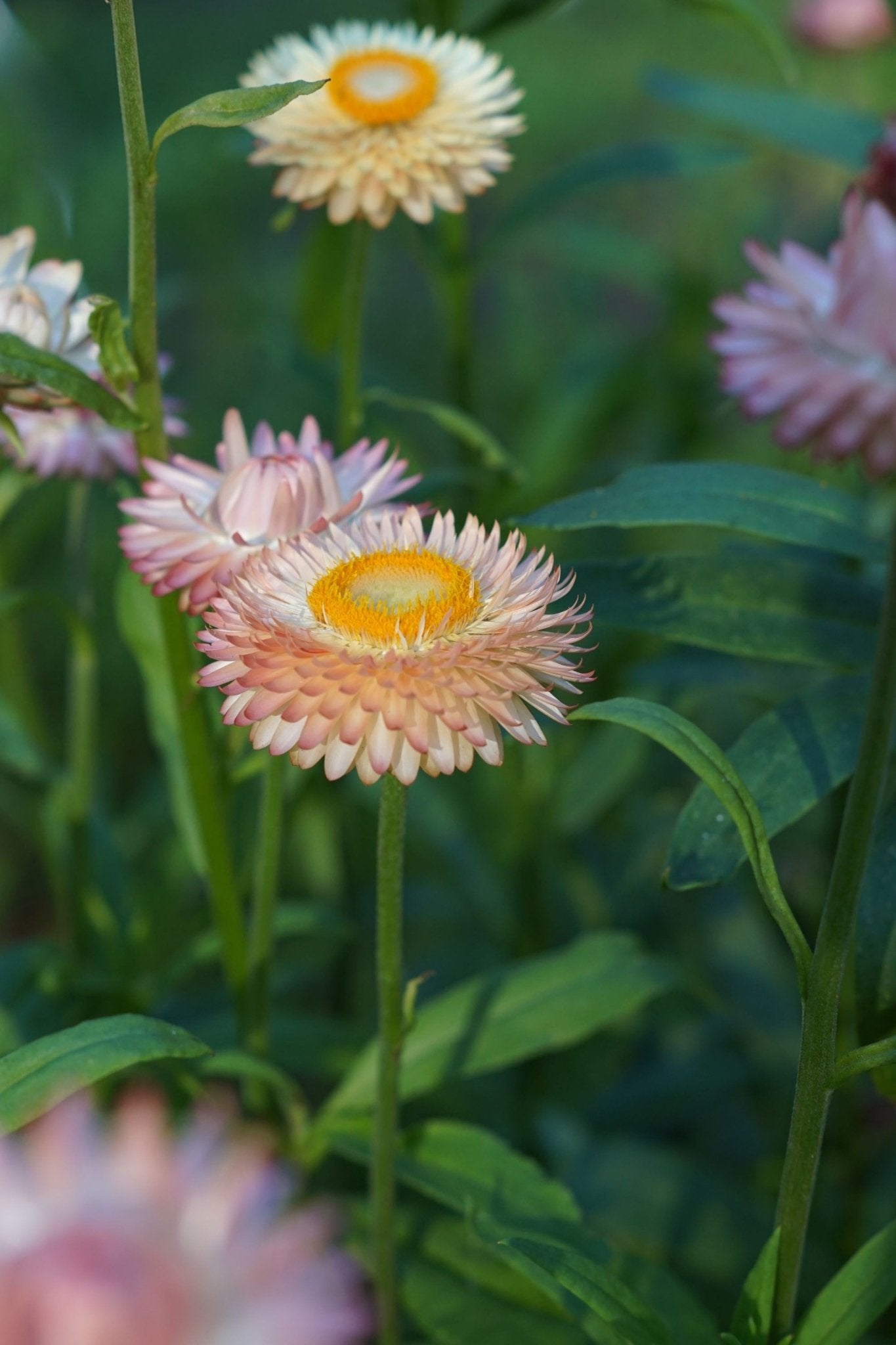 Helichrysum bracteatum (strobloem) "Salmon" - Tuinkabouter Chrisje