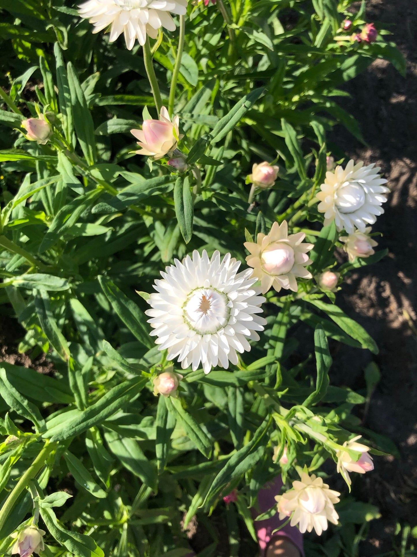 Helichrysum bracteatum (strobloem) White