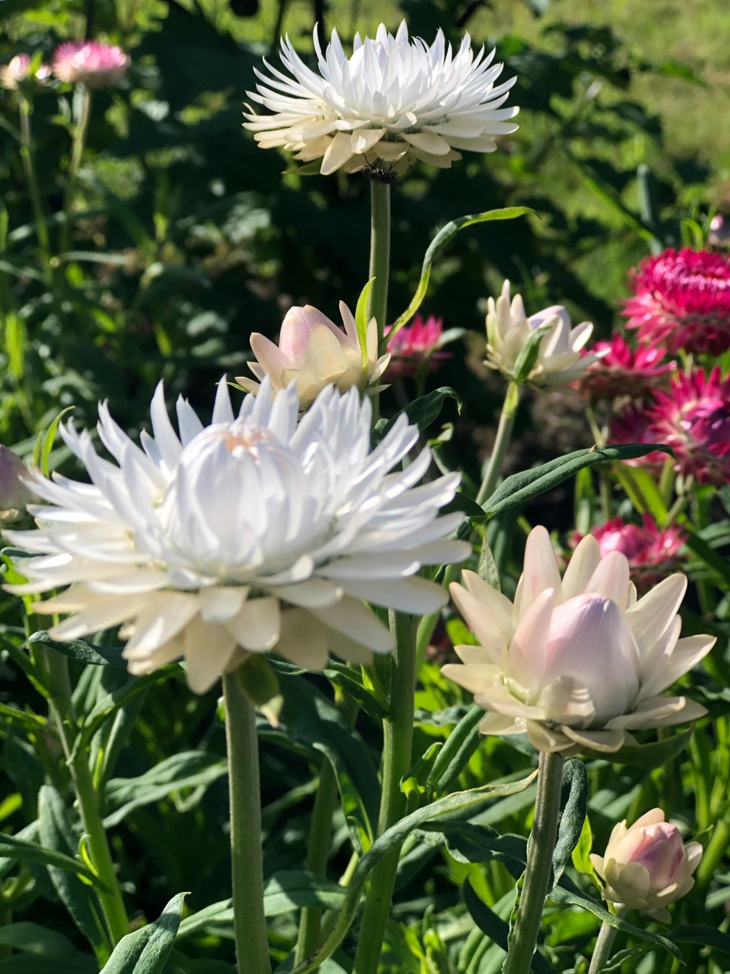 Helichrysum bracteatum (strobloem) White