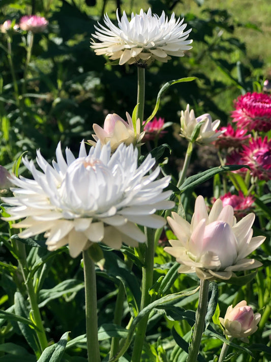 Helichrysum bracteatum (strobloem) White