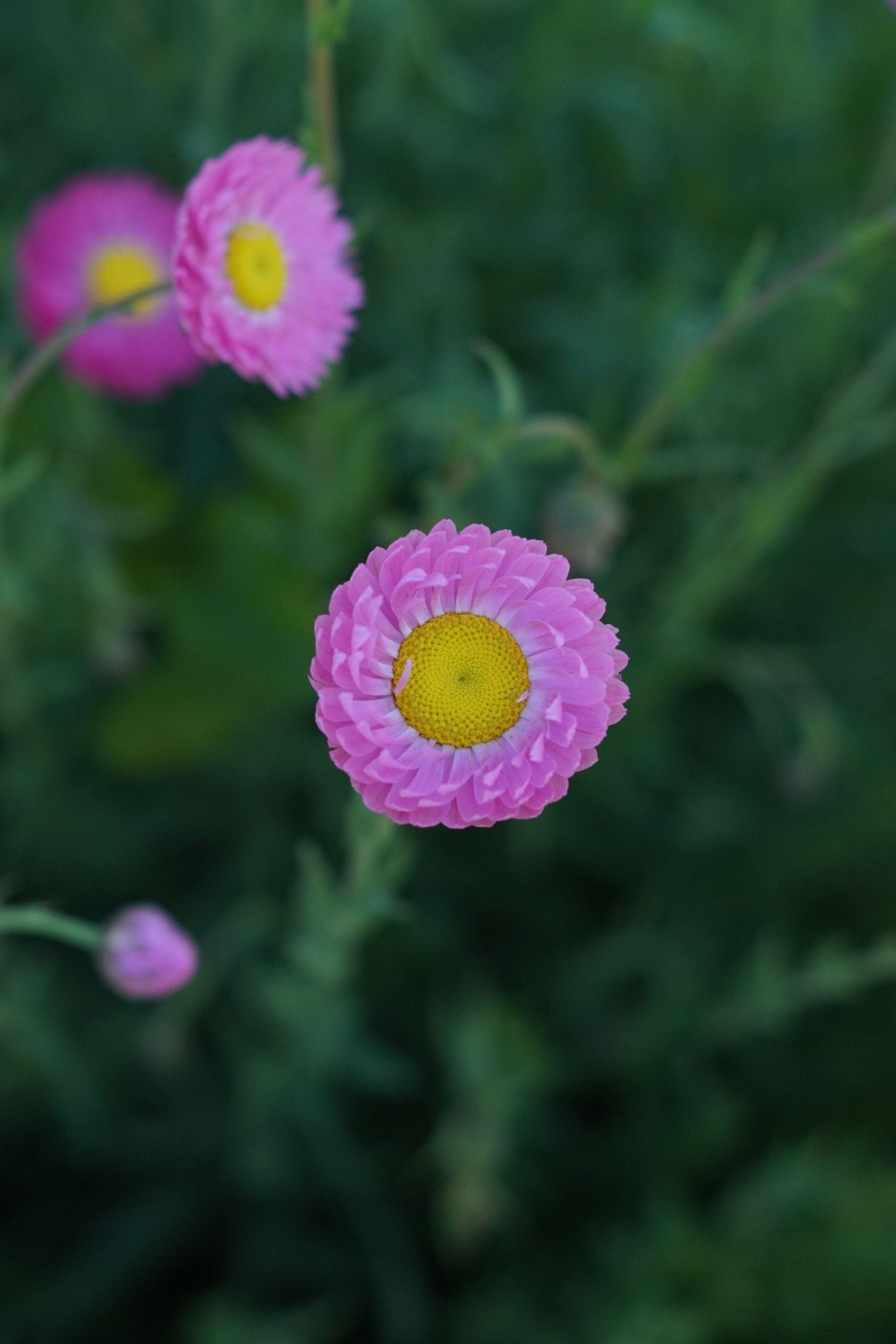 Helipterum - Acrolinium roseum - Tuinkabouter Chrisje