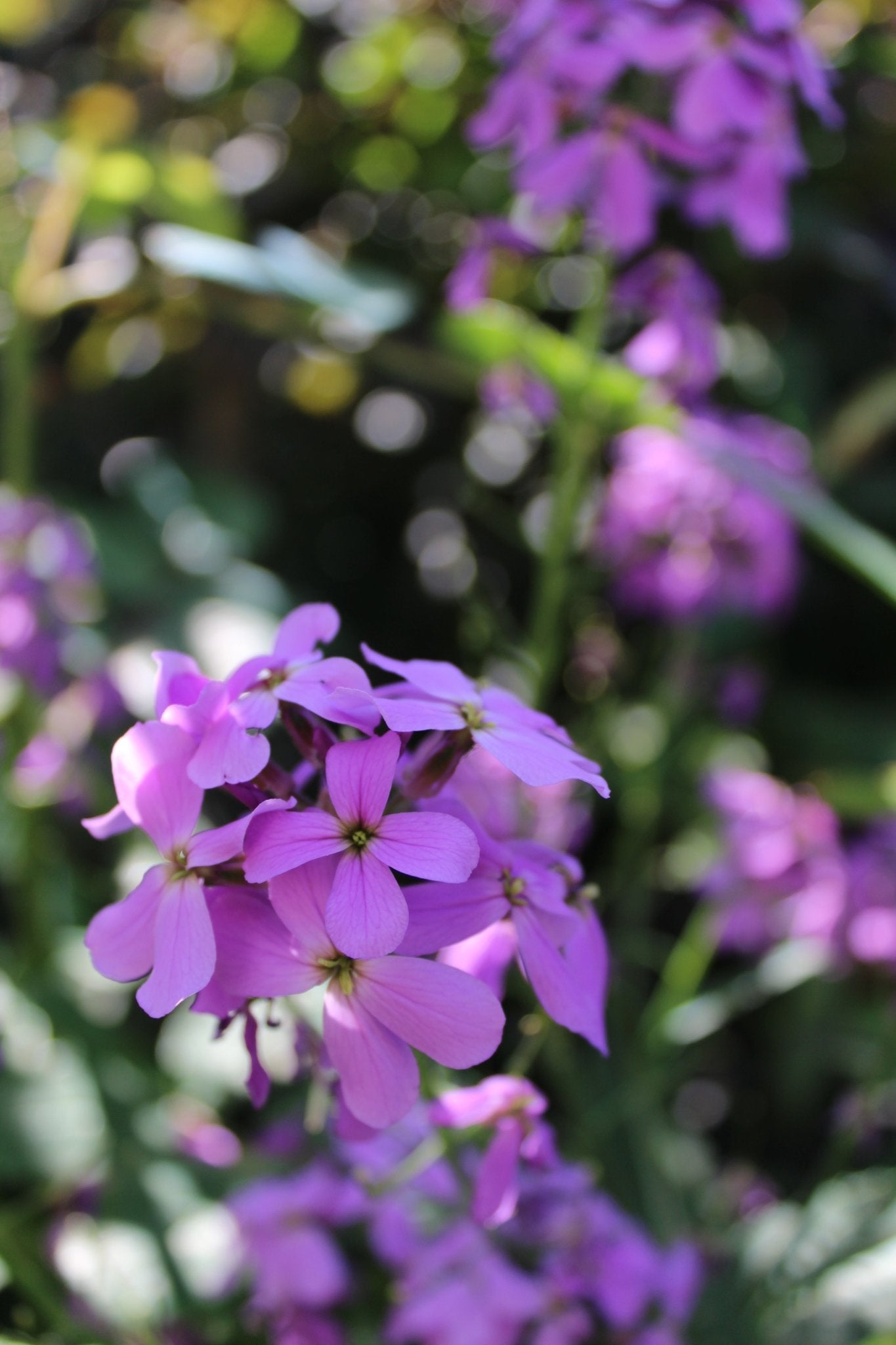 Hesperis Matronalis - Damastbloem - Mix Wit & Lavendel - Tuinkabouter Chrisje