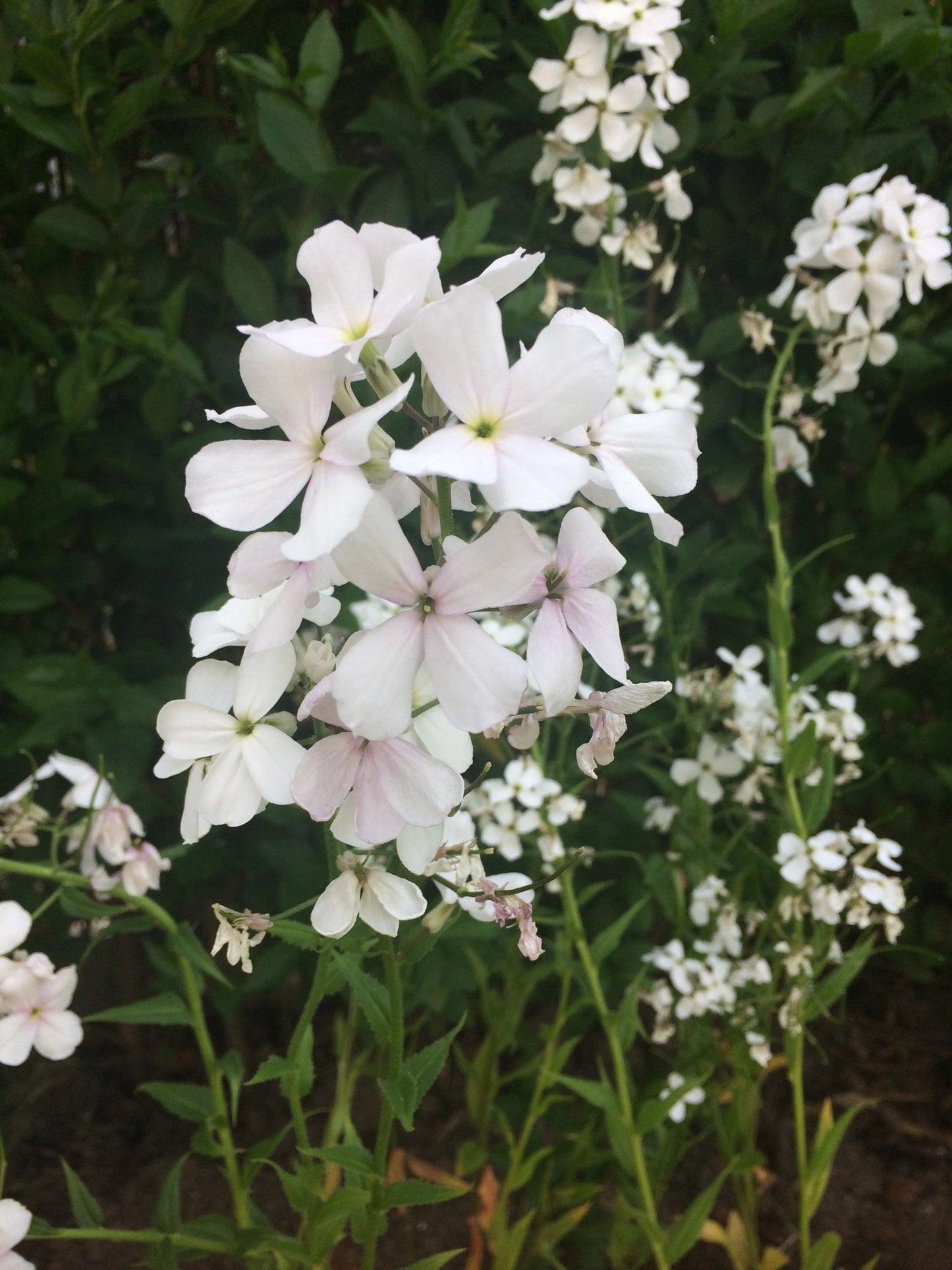 Hesperis Matronalis - Damastbloem - Mix Wit & Lavendel