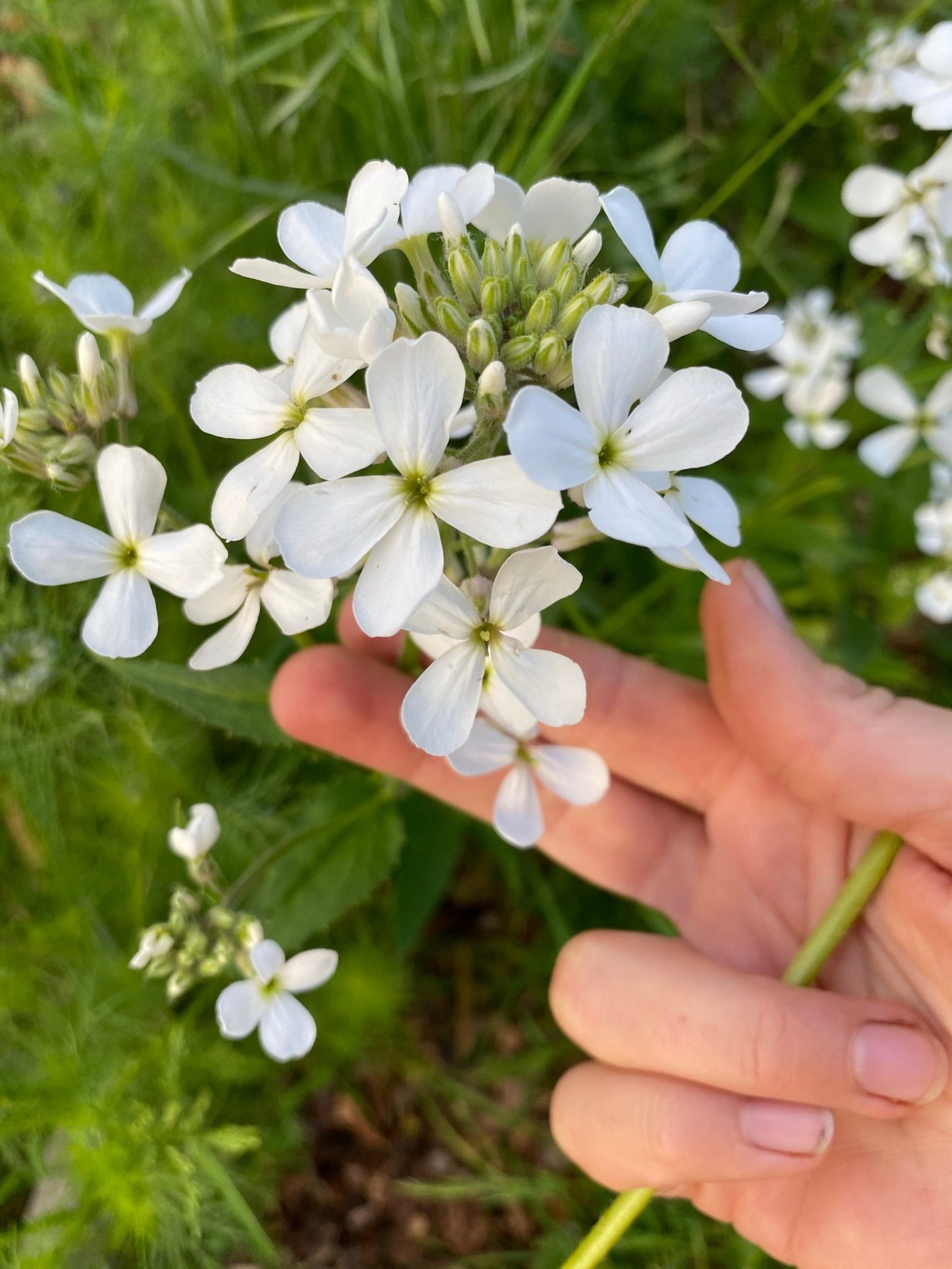 Hesperis Matronalis - Damastbloem - Mix Wit & Lavendel