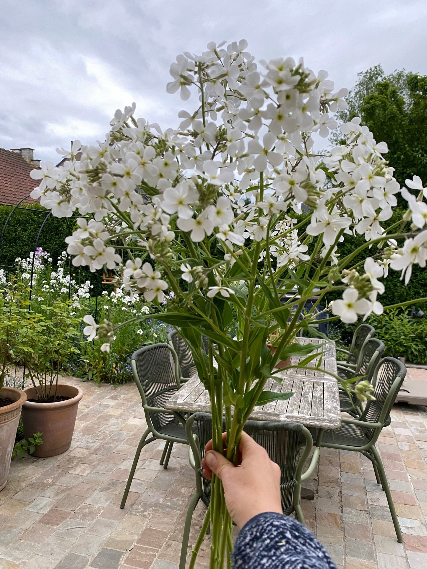 Hesperis Matronalis - Damastbloem - Mix Wit & Lavendel