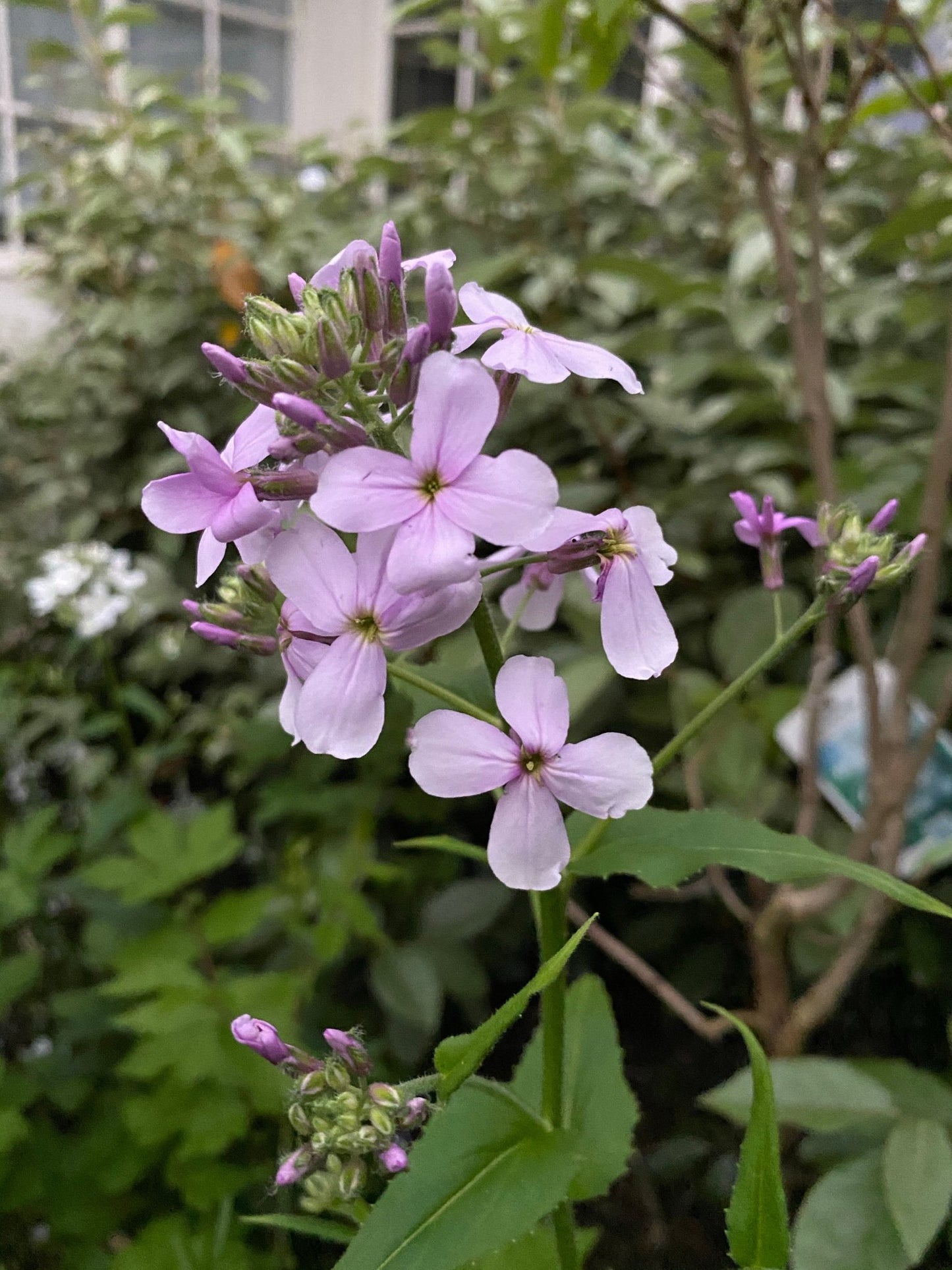 Hesperis Matronalis - Damastbloem - Mix Wit & Lavendel