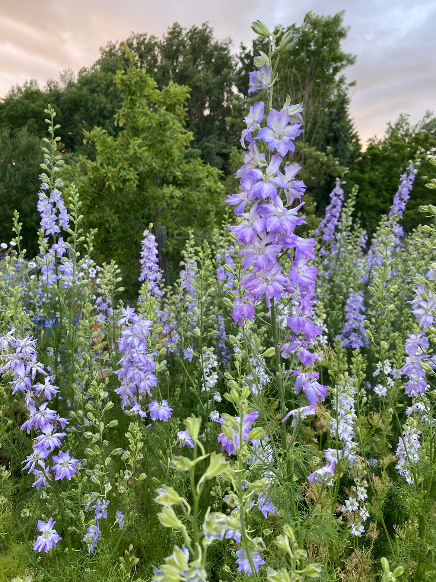 Delphinium Consolida Ajacis - Chrisje's Mix - (ridderspoor)