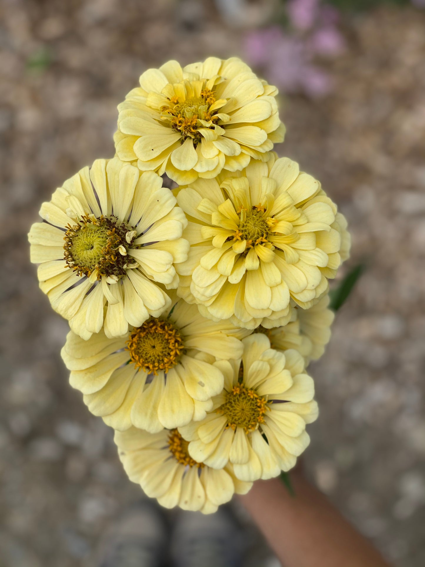 Zinnia Isabellina